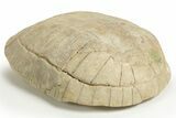 Inflated Fossil Tortoise (Stylemys) - South Dakota #316910-3
